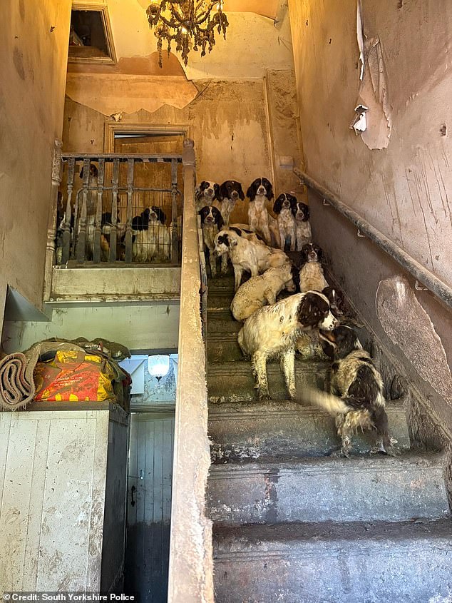 Shocking photos show the springer spaniels were seen crowded together on a rotting staircase