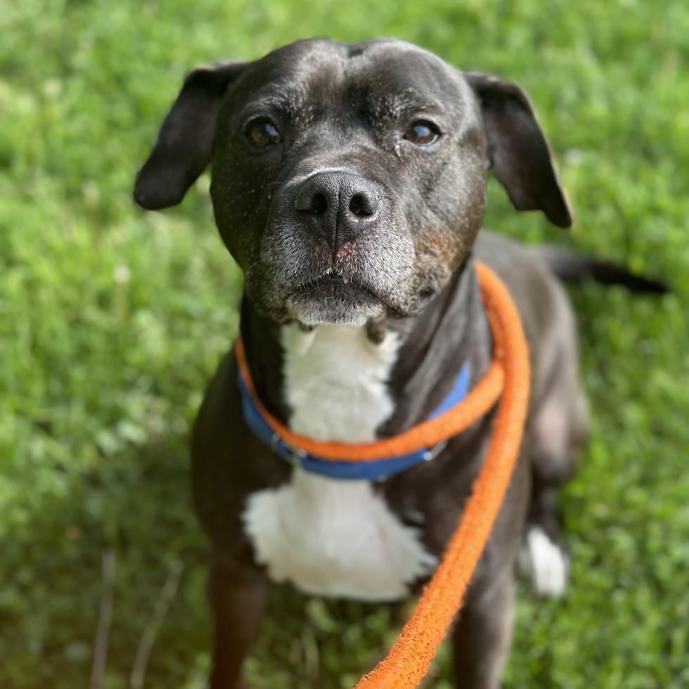Adopt Onyx from Animal Charity of Ohio Humane Society in Mahoning County