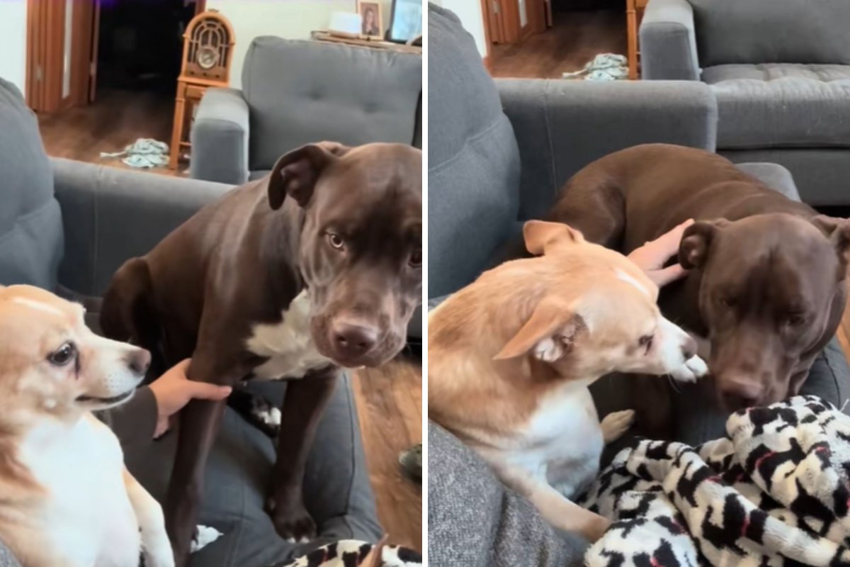 Dogs' final goodbye with canine