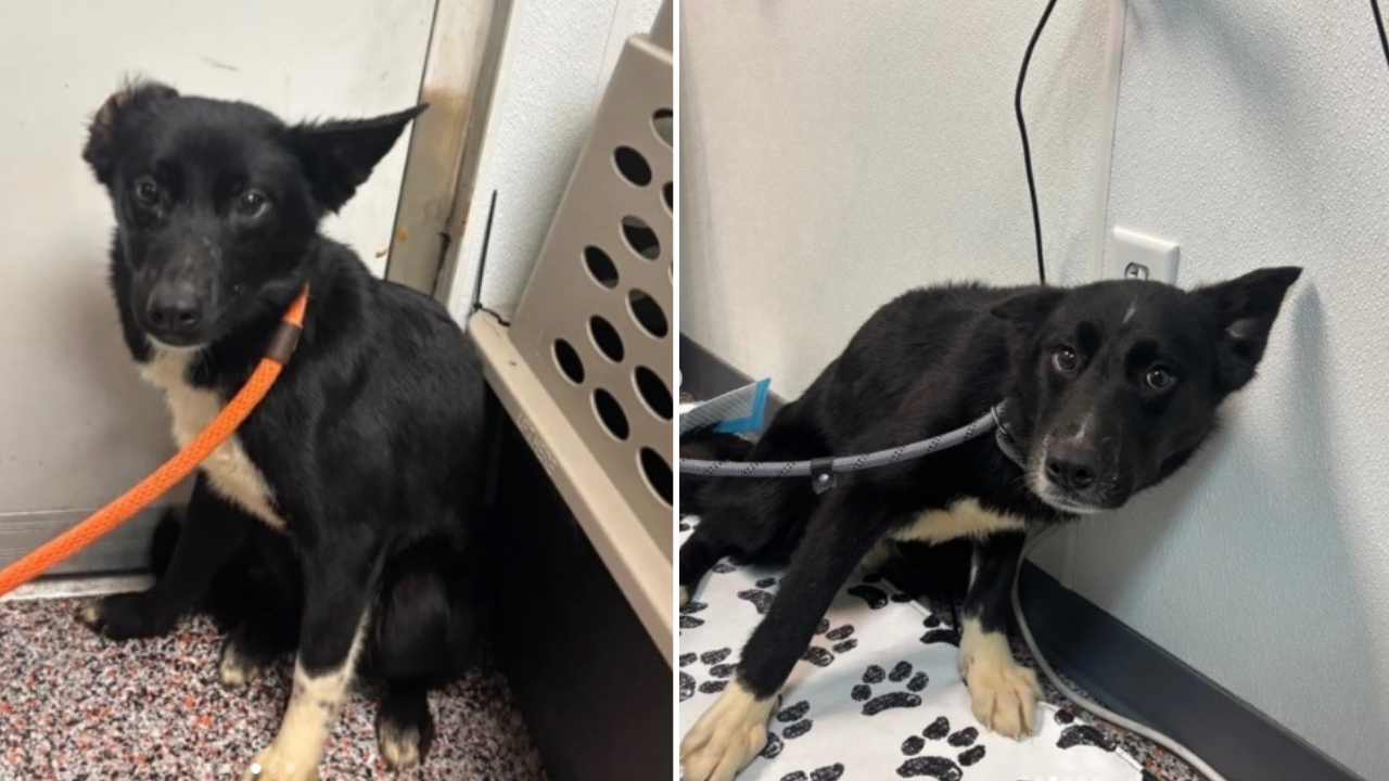 Foster Dogs.png