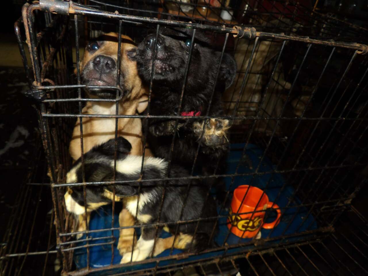 Ripley Dog Hoarding Home