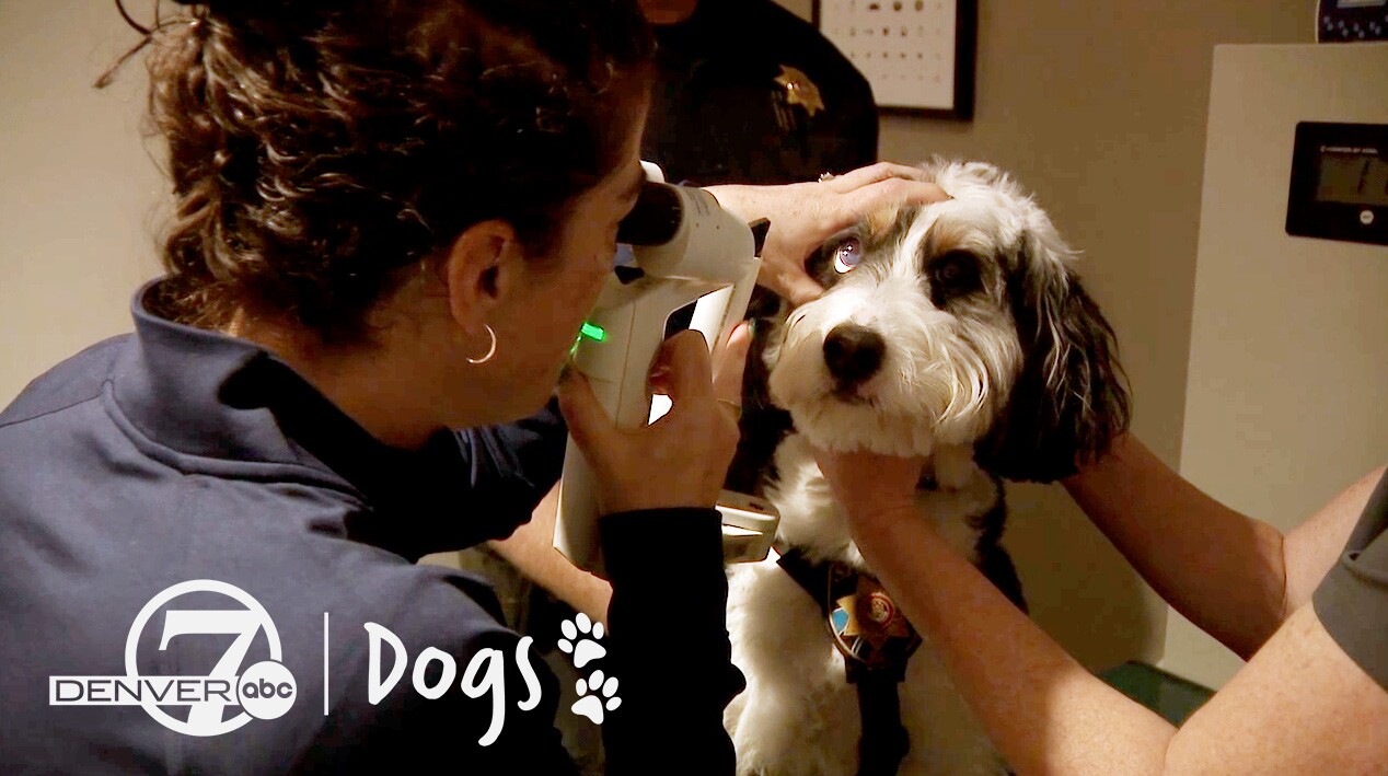 Dr. Emily Conway, ophthalmologist, checks dog's eye
