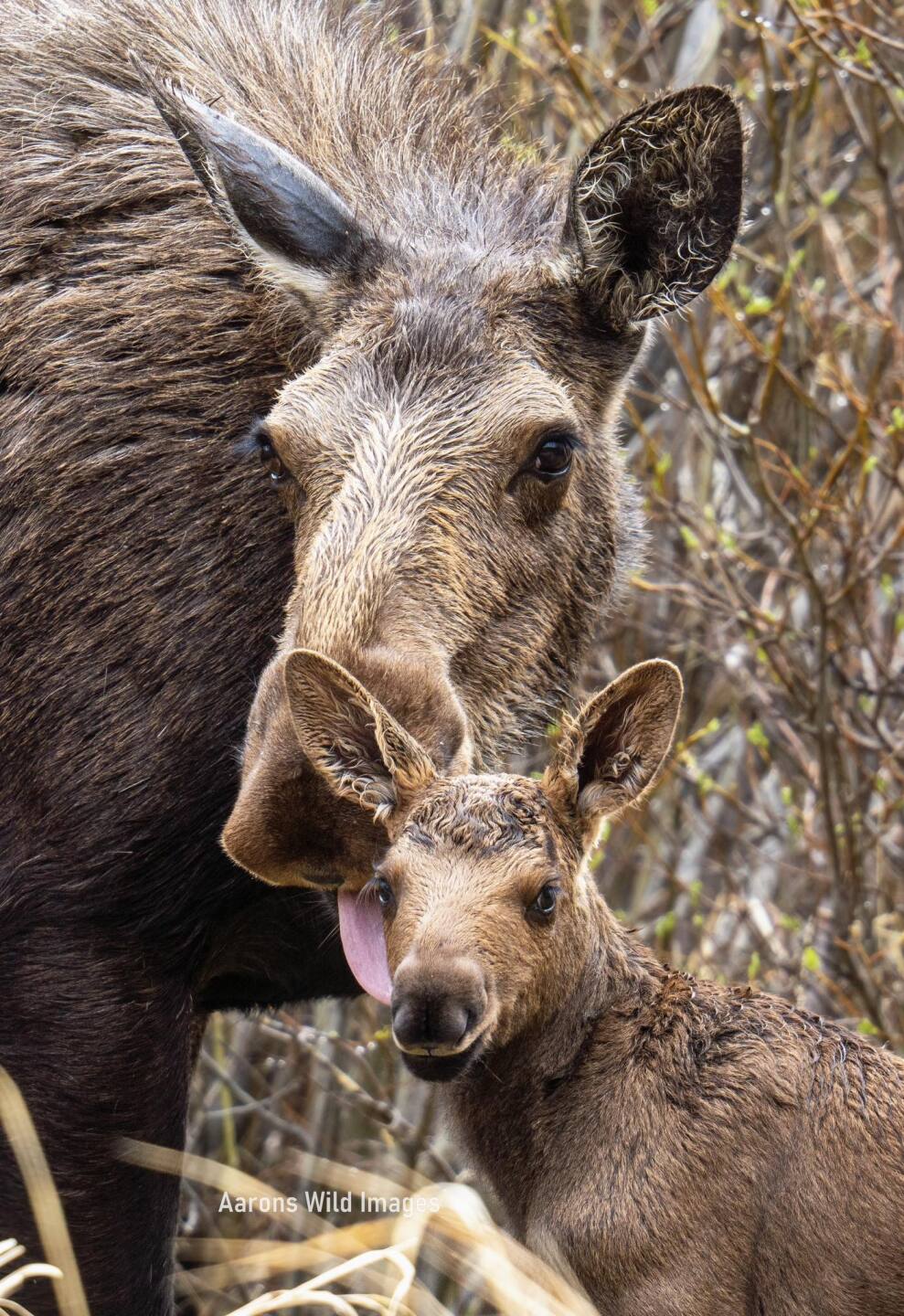 Moose and calf_Aarons Wild Images
