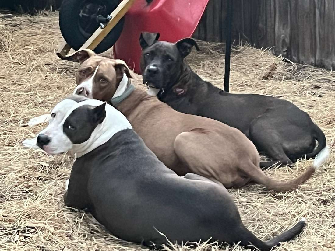 three dogs looking back while laying down.