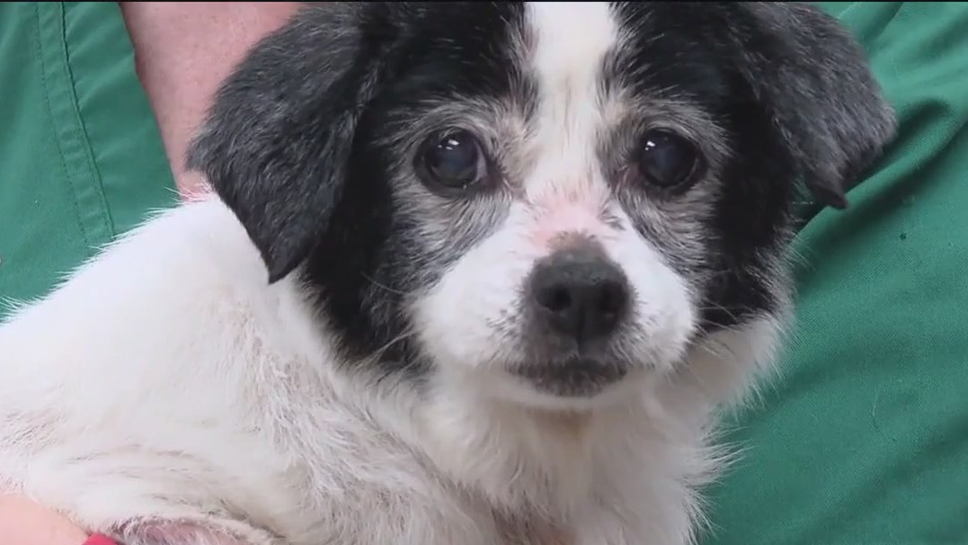 Dogs recovering from animal cruelty case