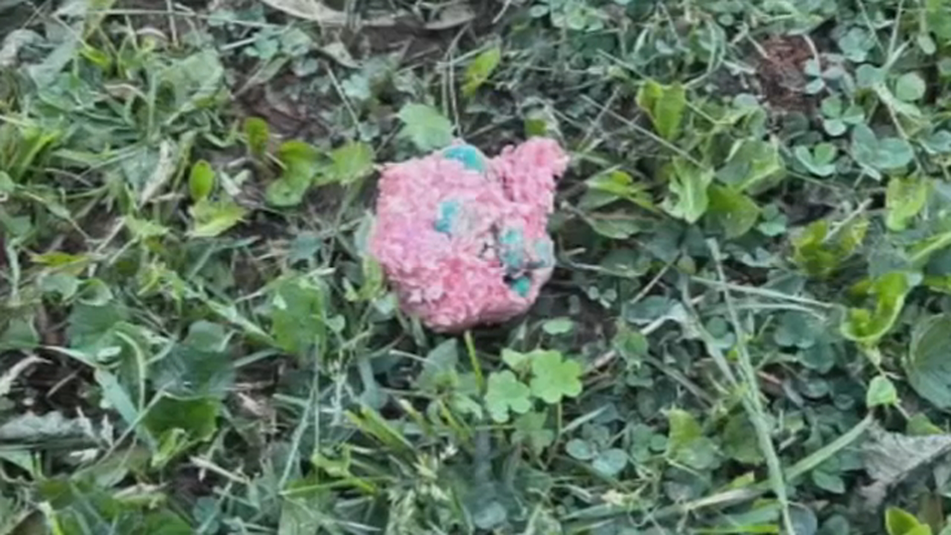 PICTURED: One of the rat-poison meatballs found at Joshua Hunter's home.
