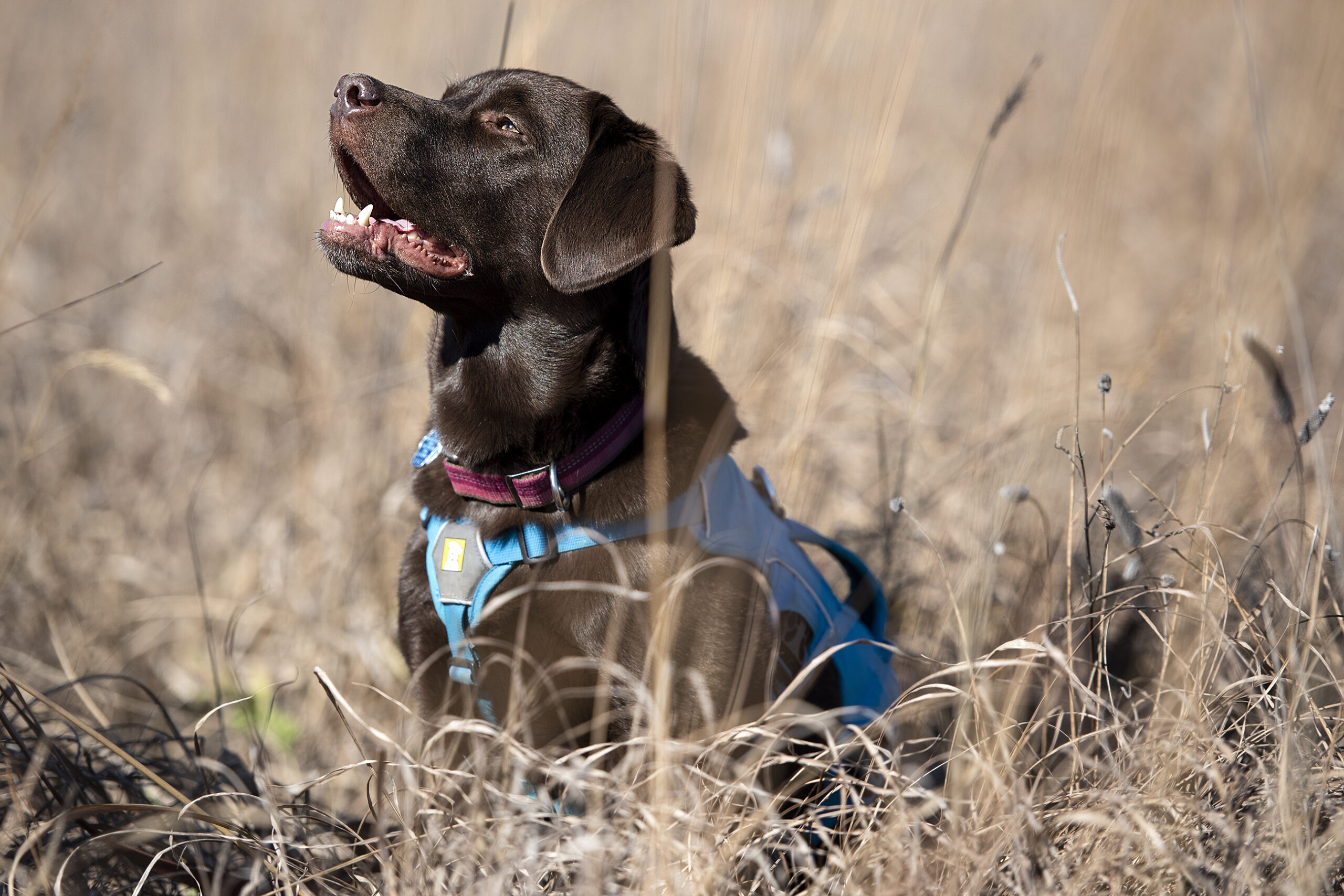 Tilia, a chocolate lab, wears a blue work vest as she sits in tall, tan grass