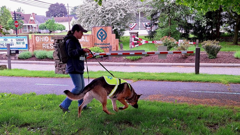 Argent Alpine hard at work sniffing out spotted lanternfly eggs on trees in the Cleveland Metroparks.