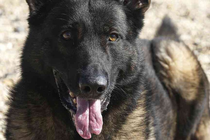 German Shepherd family protection dog Lobo rests at the Strapestone Kennels in Radstock, England, Wednesday, March 5, 2025 .(AP Photo/Frank Augstein)
