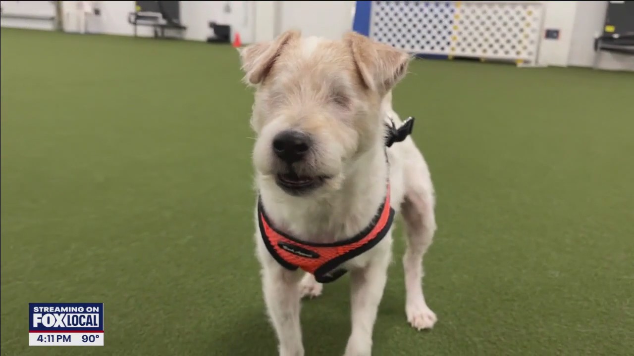 Blind dog find success in scent training: 'She fell in love with it'