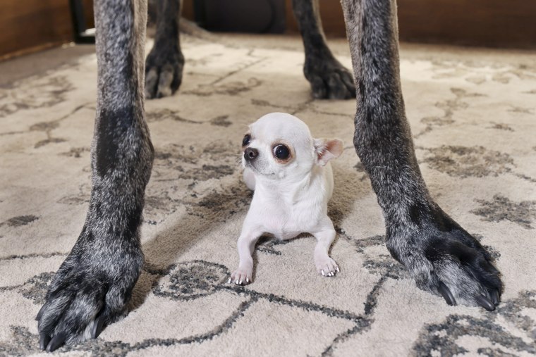 Tallest-Shortest Dogs-Playdate