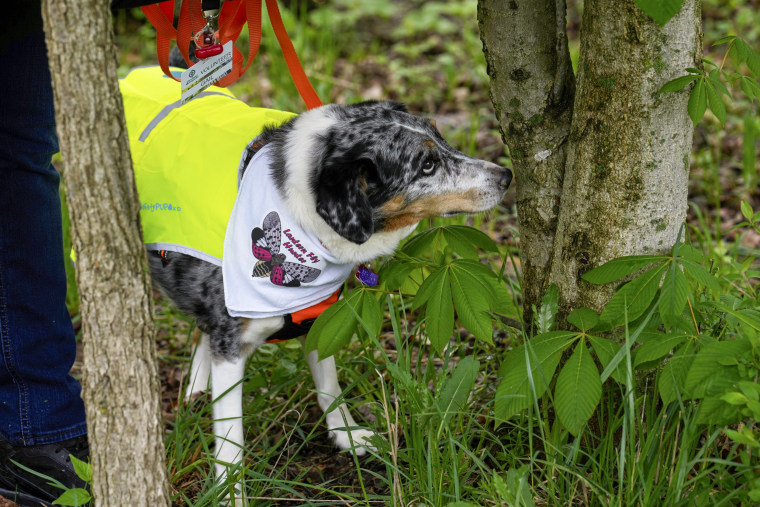 Dog hunts for spotted lanternfly eggs.