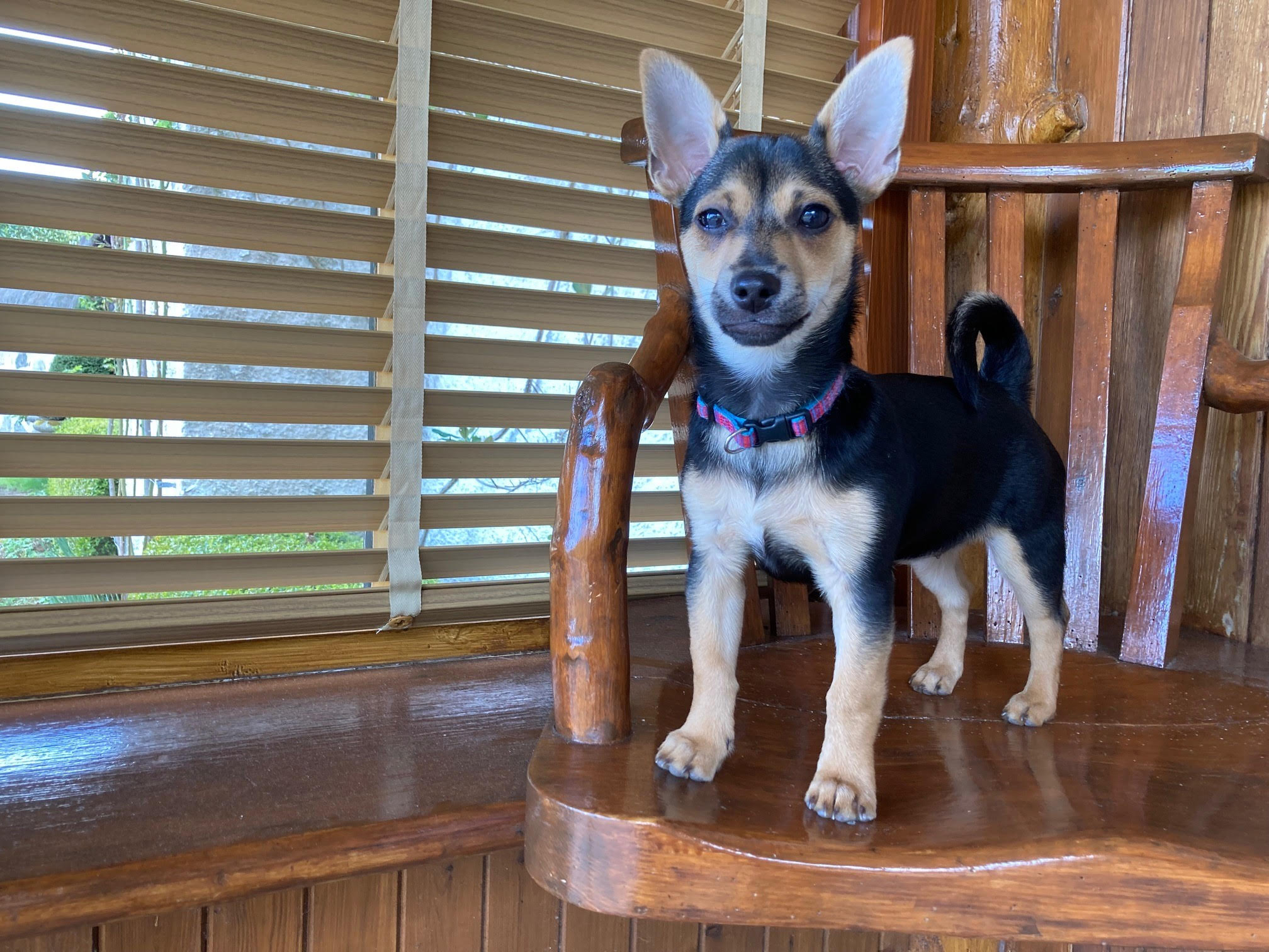 Queen Camilla's puppy, Moley, sitting on a wooden chair.
