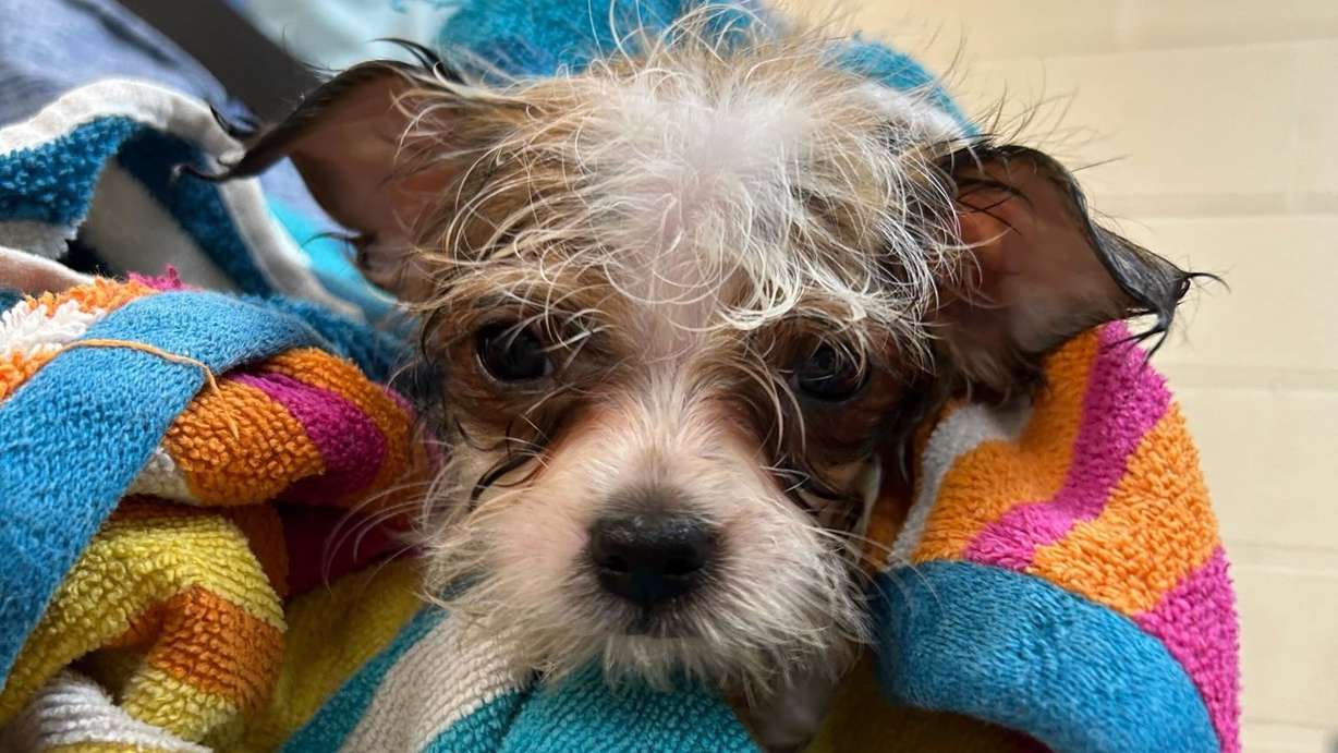 One of the 156 dogs removed from a home in Ogden on April 15 is pictured on April 17 at Weber County Animal Services in Ogden.