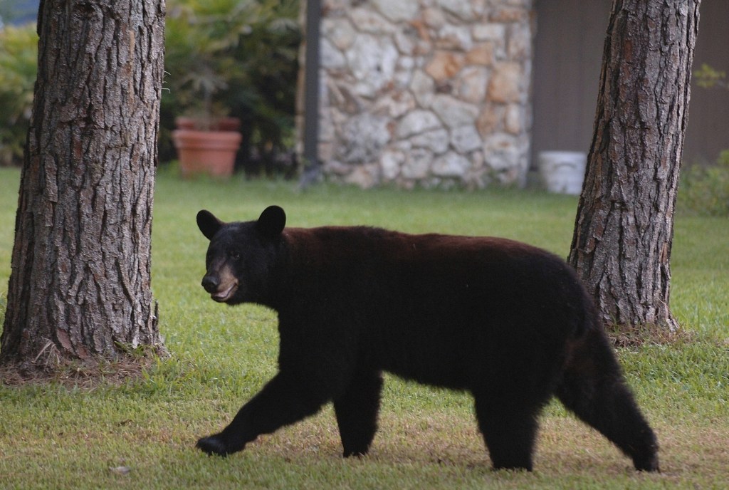 A stock photo of a black bear.