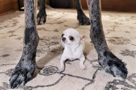 Pearl wasn’t fazed by the size difference with Reginald.
