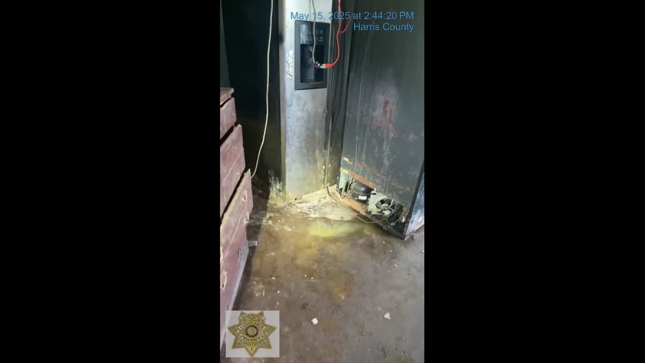 19 canines rescued from