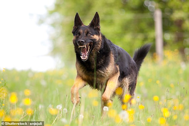More than half of dog bite victims in the US are children, making proper leash laws and responsible ownership even more critical.