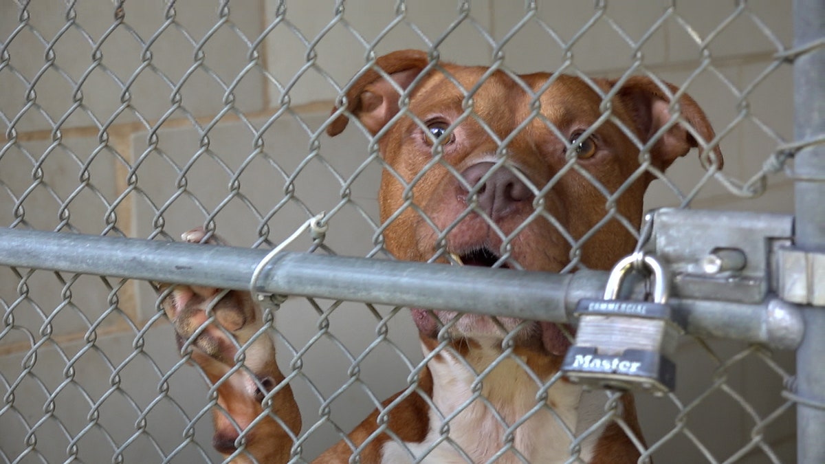 A shelter dog looking for a home