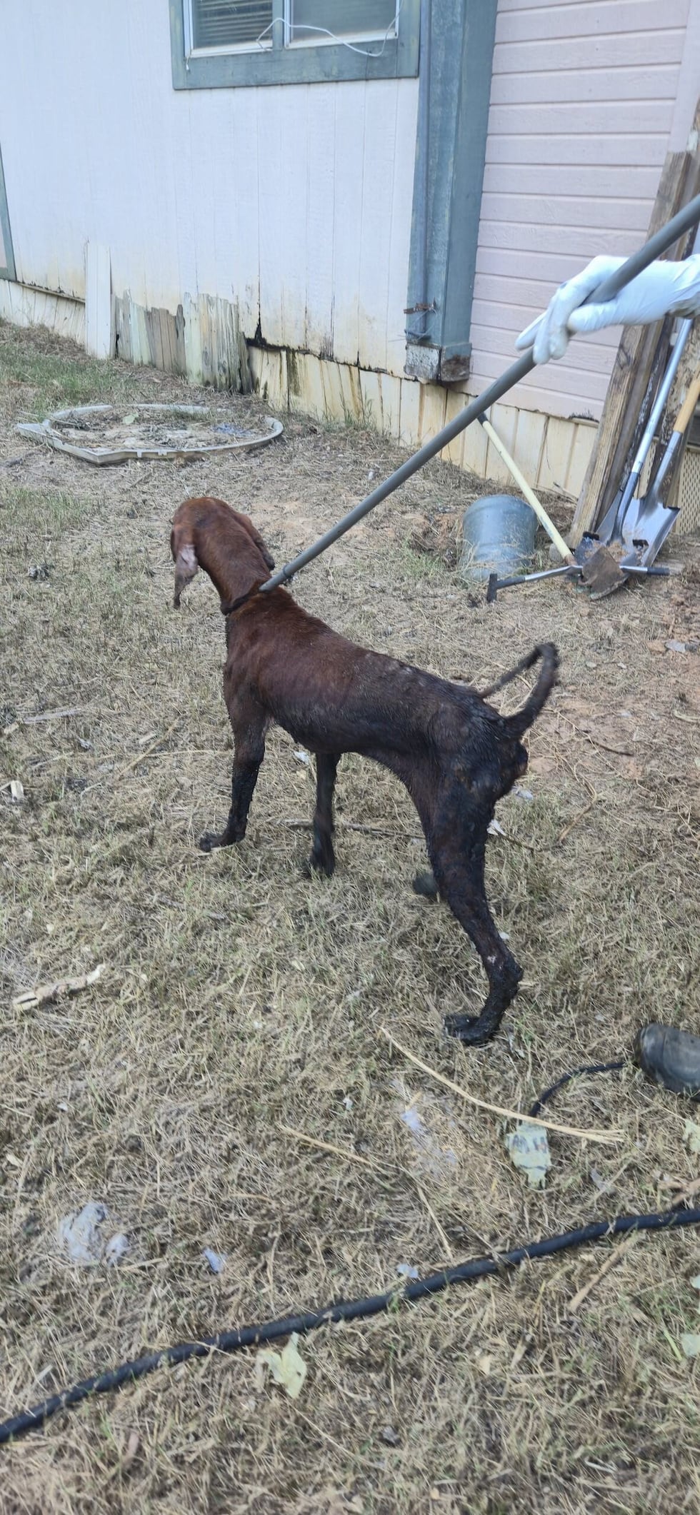 Thirteen dogs were rescued from a home in Haughton after officers found them in deplorable...