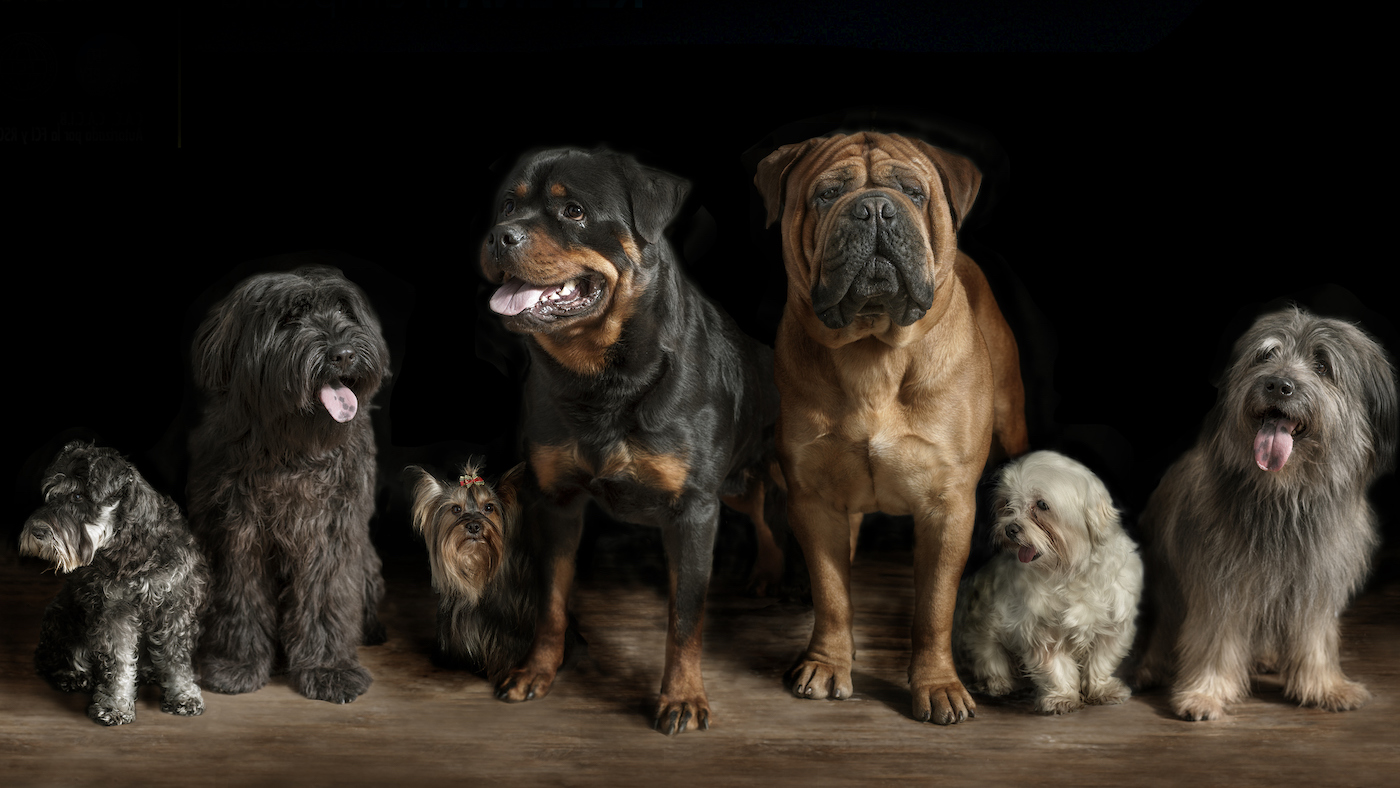 line-up of dog breeds