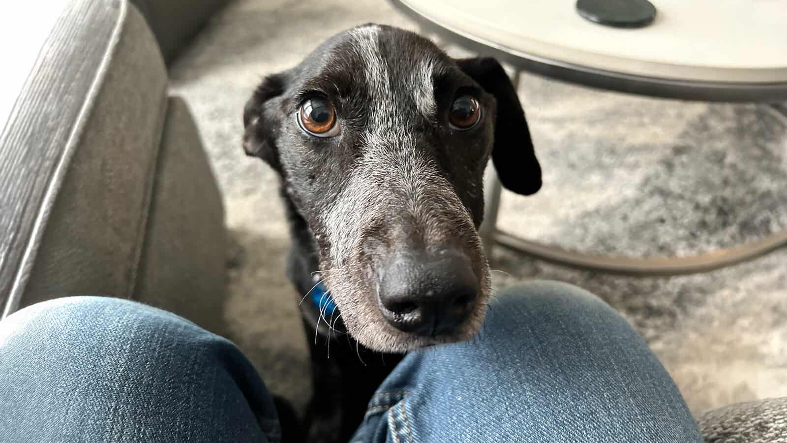 A black and gray dog with large eyes rests its head on a person's knees, looking up, while furniture and a round table sit in the background—a touching scene in a city where PAWS helps make Seattle among the most pet-friendly cities in the nation.