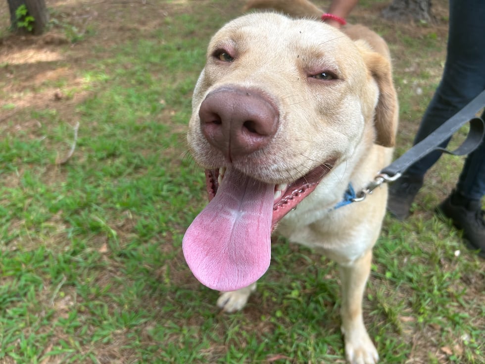 May the force be with you, Anakin, in finding your new fur-ever family!