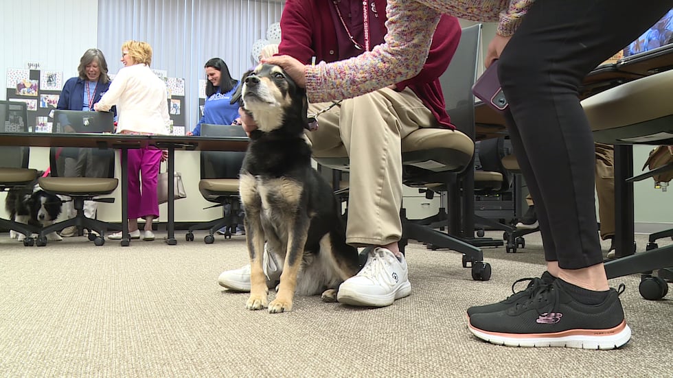 OSF HealthCare honors Animal-Assisted Therapy dogs, volunteers