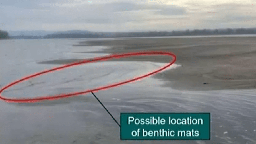 Dog deaths linked to benthic algae mat in Columbia River. Here's what we know