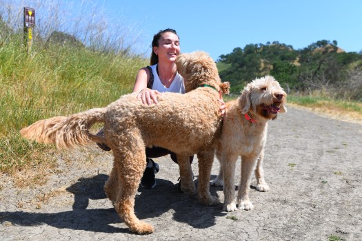 DOG VALLEY FEVER Victoria Conway, of Walnut Creek, gets some kisses from her dog Clyde, a five-year old Goldendoodle, while on a walk with her dogs at Shell Ridge Open Space in Walnut Creek, Calif., on Thursday, May 1, 2025. According to a paper recently published by researchers from the University of California, Davis and Berkeley, knowing when and where dogs got sick with valley fever could give us clues to where humans might also contract the disease. (Jose Carlos Fajardo/Bay Area News Group)