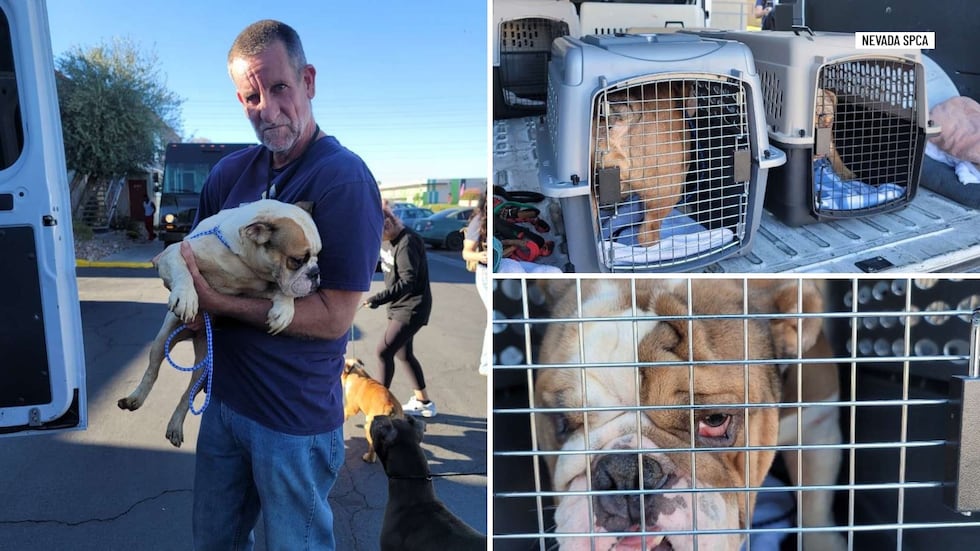 6 dogs rescued from Las Vegas apartment unit after owners evicted