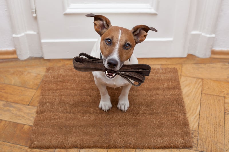 During hot weather, paved surfaces such as tarmac can become dangerously hot for dogs, potentially leading to painful burns on their paws. In fact, when the air temperature is just 25°C, tarmac can soar to an astonishing 52°C. With forecasts predicting temperatures of 29°C this week, it's best to avoid walking your dog during the warmest parts of the day. Instead, opt for walks early in the morning or later in the evening when it's cooler. If you're unsure whether the ground is safe, try the palm test: place your palm on the pavement, and if you can’t comfortably hold it there for at least seven seconds, it’s too hot for your dog.