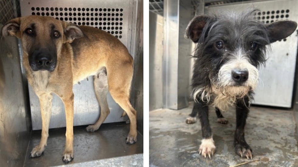 LAS seeking medical fosters for 18 dogs