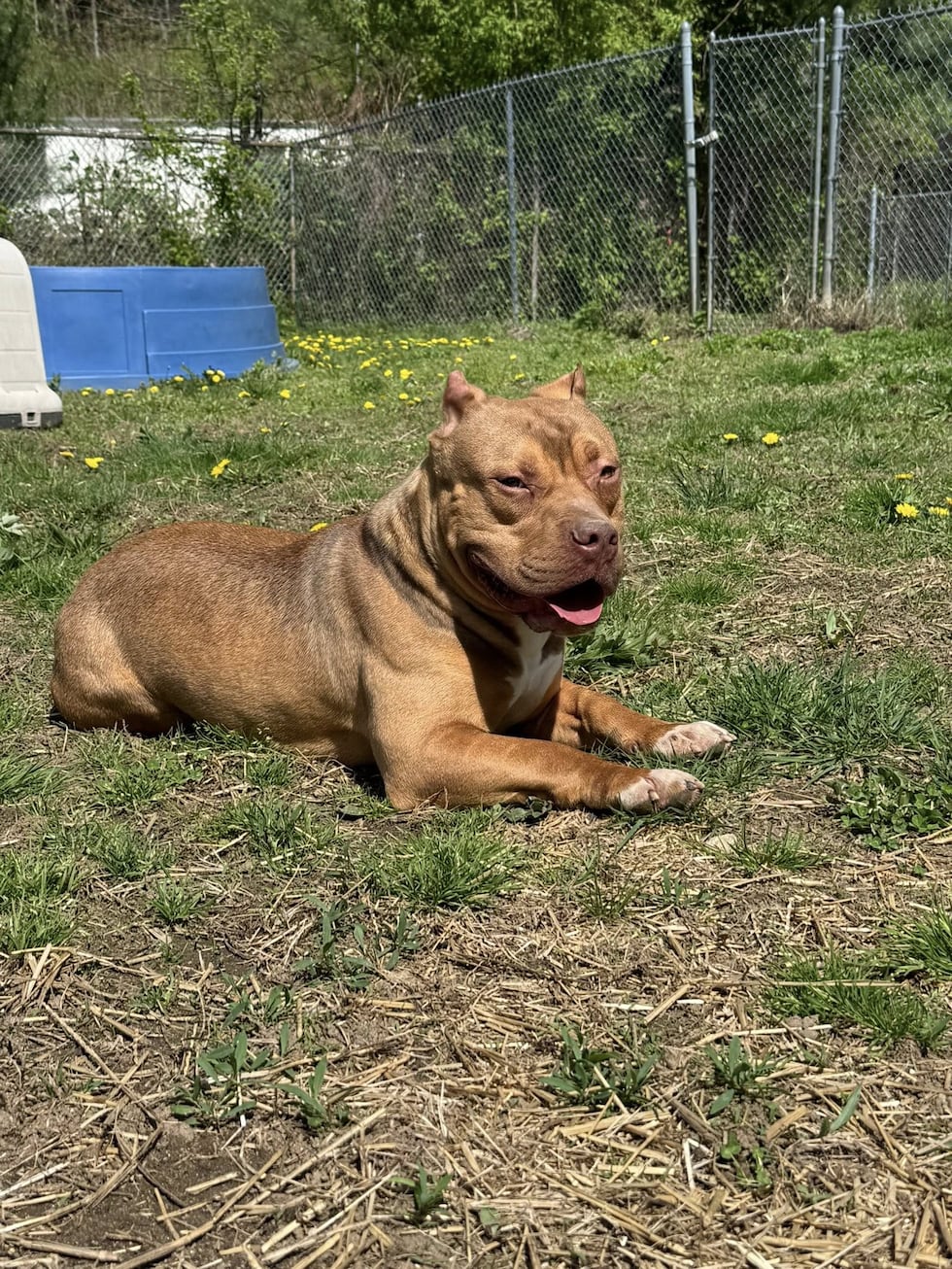 A male red bully dog was abandoned in Bethany in April 2025, Woodbridge Regional Animal...