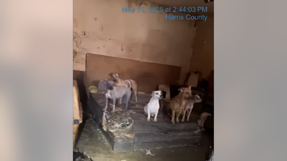 Abandoned dogs