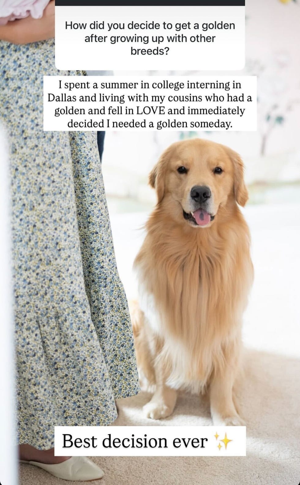 alex drummond dog george adoption story instagram story