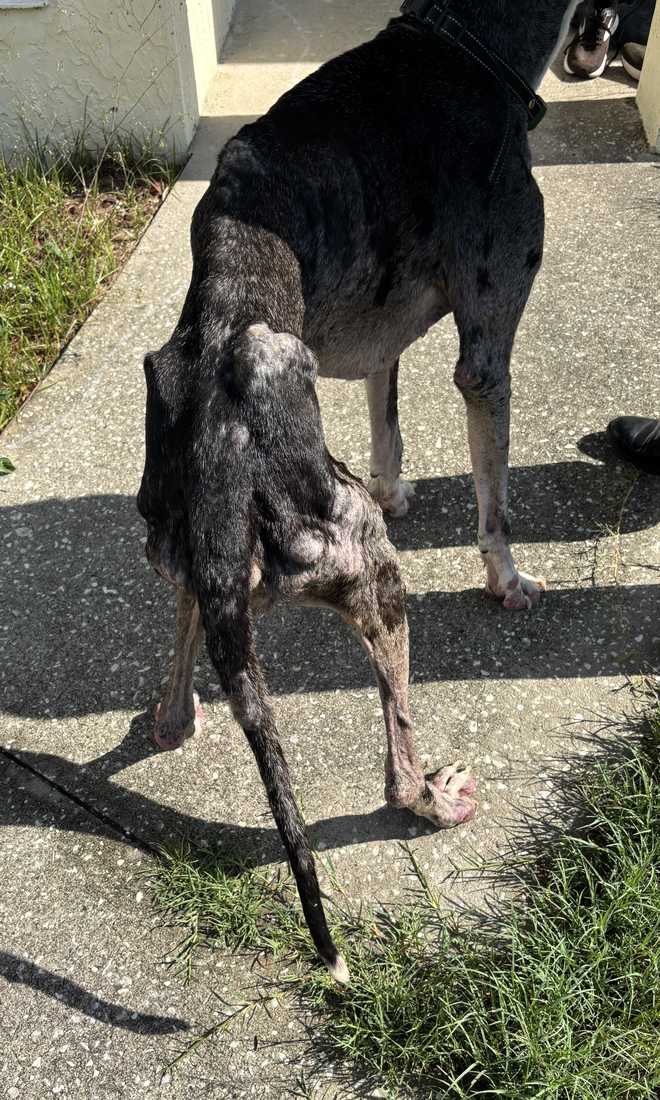 auburndale animal cruelty