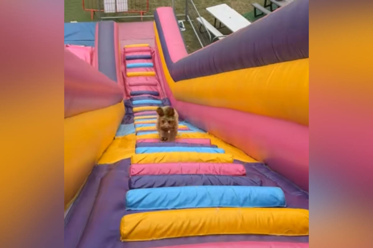 Bouncy