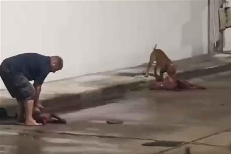 A foreign resident was photographed holding one of his pit bulls as the other sniffed the body of a local dog killed in an attack at a housing estate in Bang Lamung district of Chon Buri, sparking outrage and safety concerns among residents. (Photo supplied)
