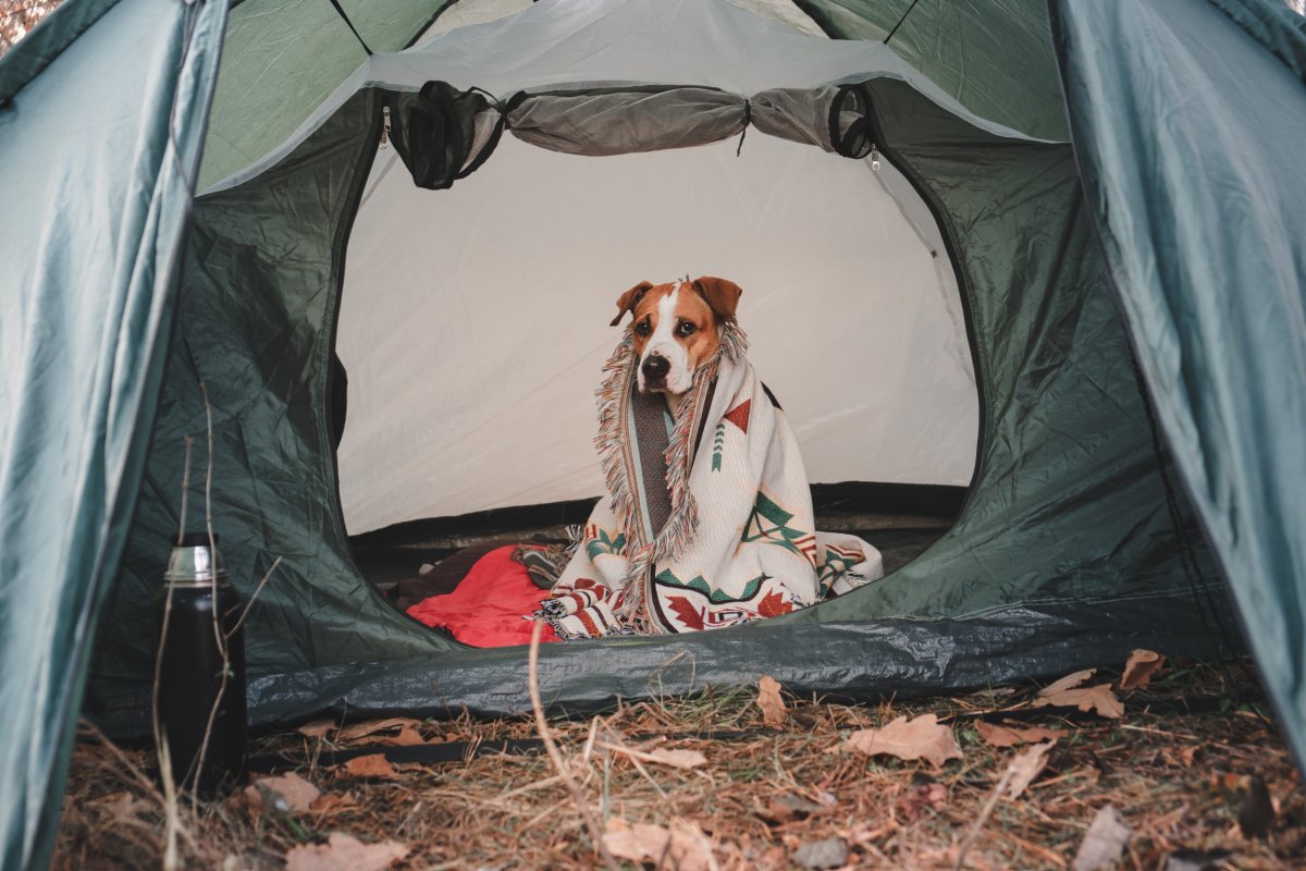 Camping dog