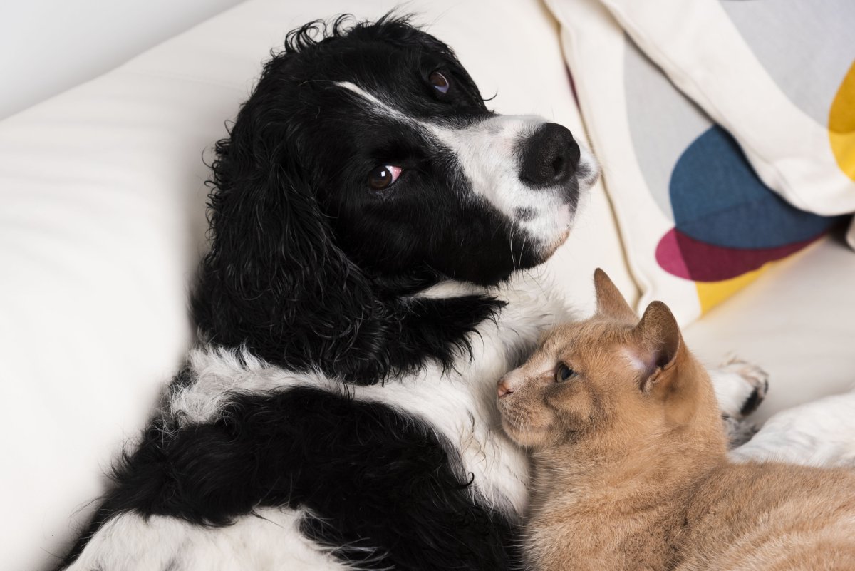 Cat and dog