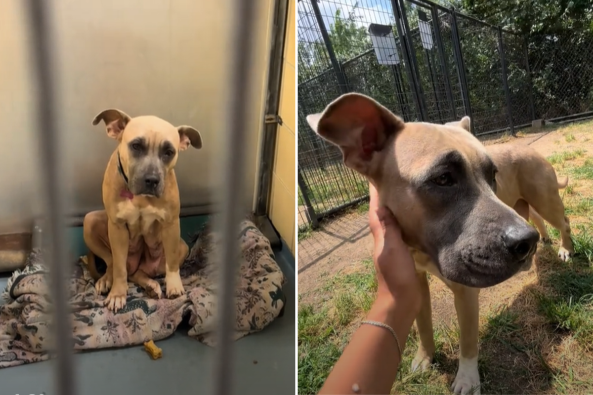 Chanel the breeding dog