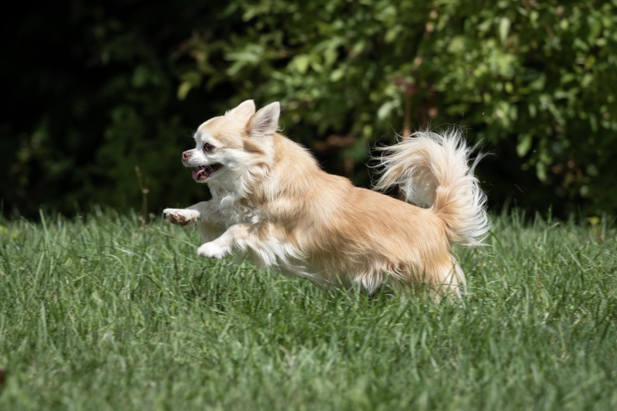 Chihuahua running
