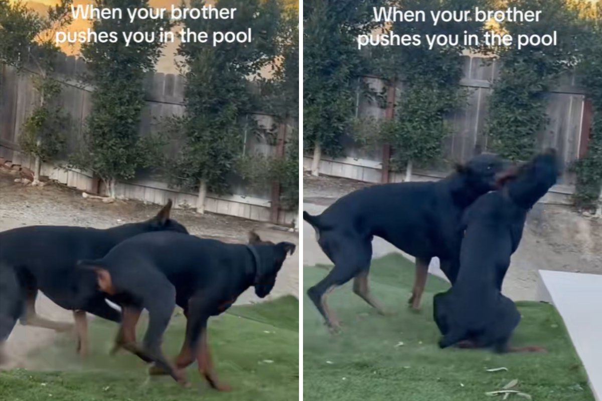 Dobermans playing outside