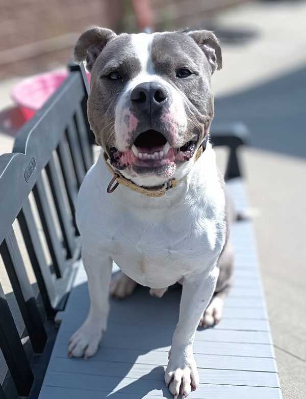 MADACC needs people who are interested in adopting or fostering