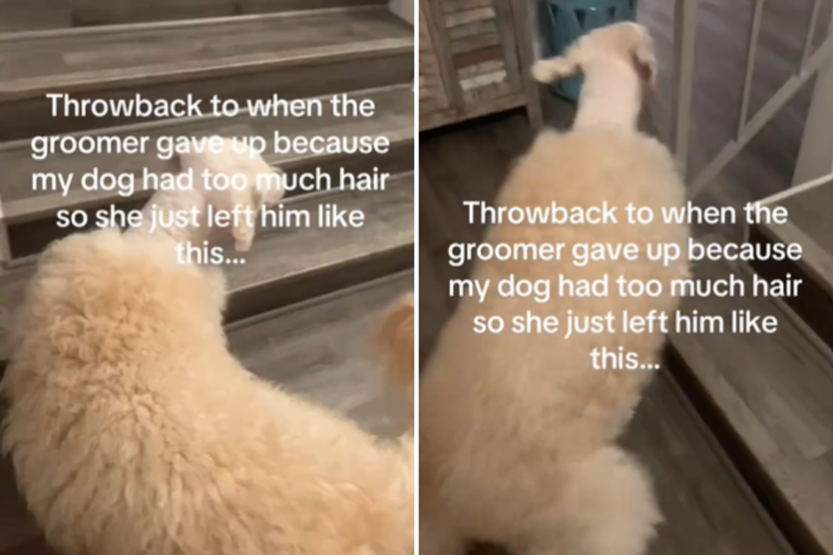Dog after grooming