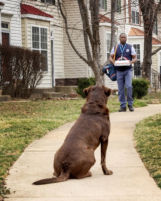 Dog bite awareness week