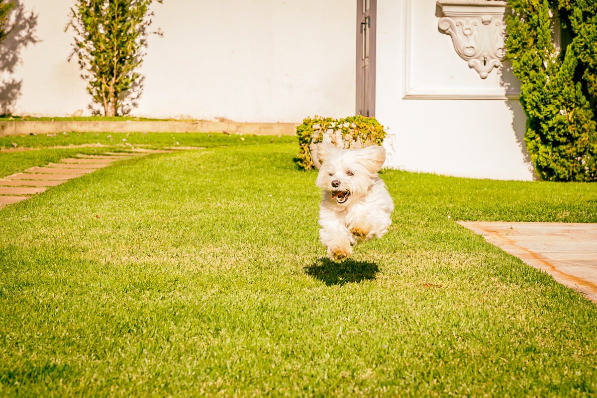 Dog in garden