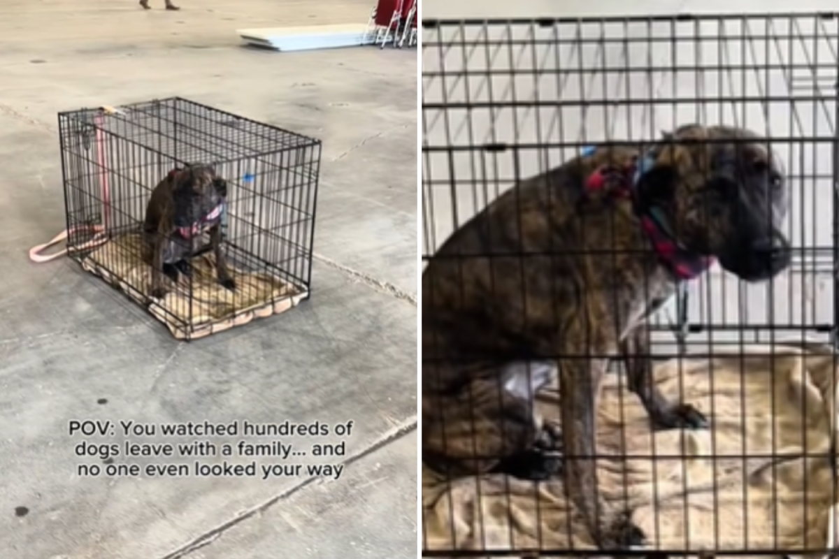 Dog overlooked at adoption event