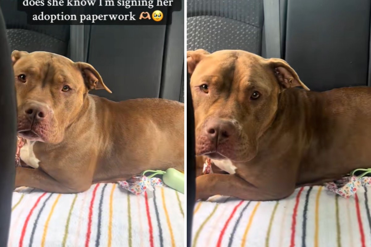 Dog sad in car ride